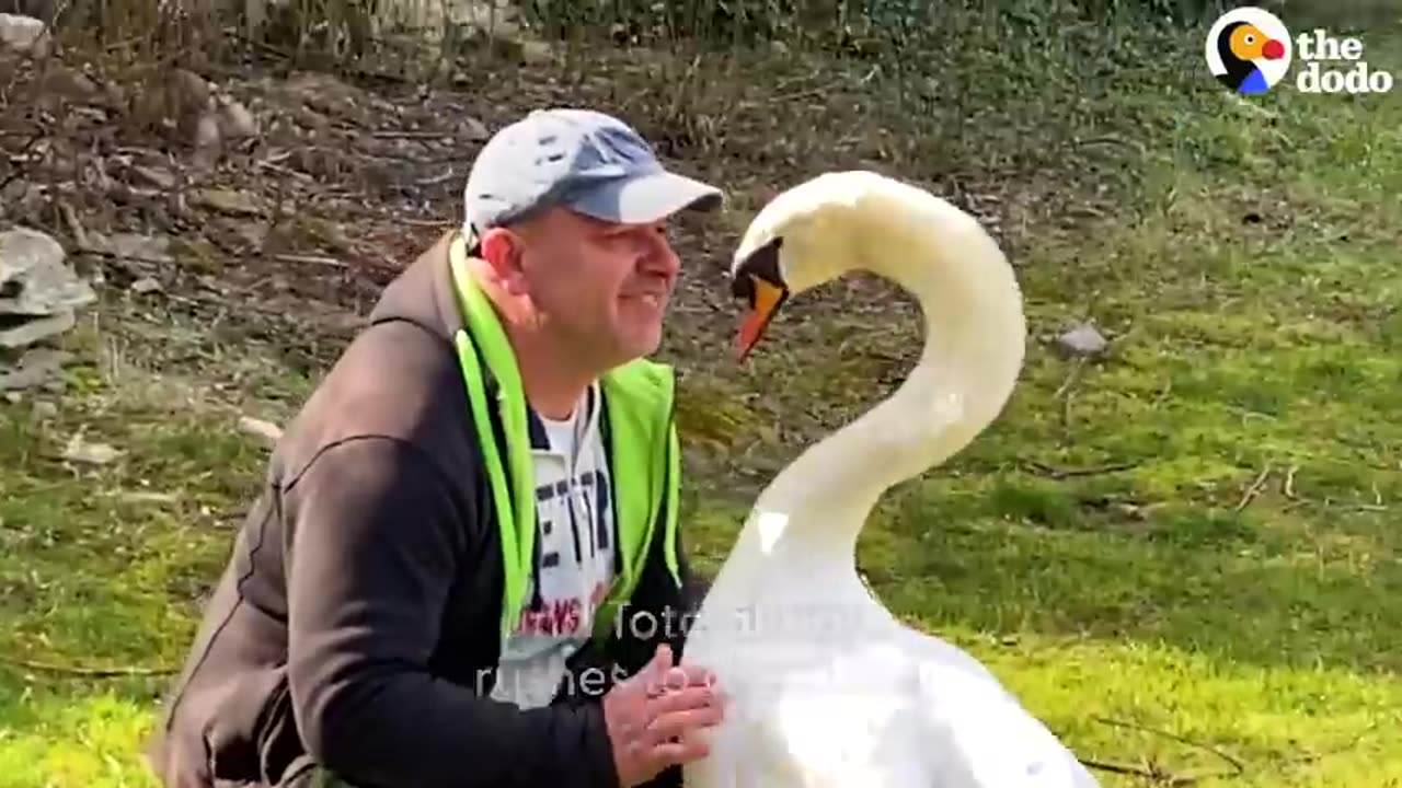 Guy Rescues An Egg And Becomes A Swan Dad For Life _ The Dodo