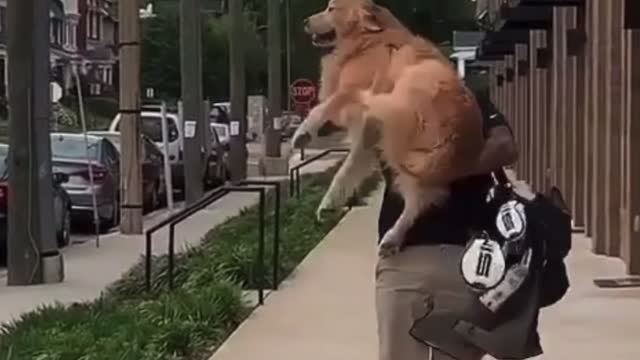 Golden retreiver loves when dad comes home from golfing.