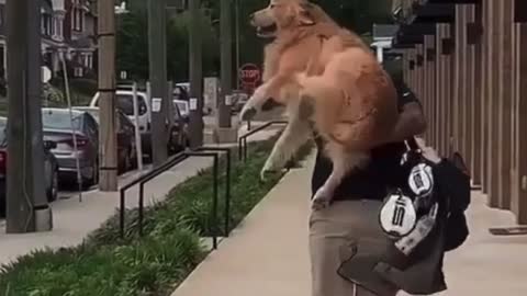 Golden retreiver loves when dad comes home from golfing.