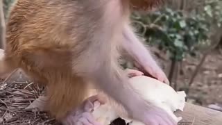 Baby monkey newborn with mother