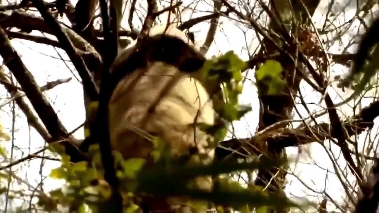 Pandas are also very good climbers