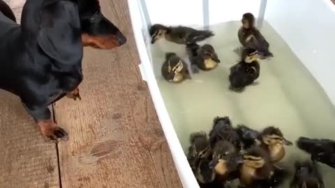 DACHSHUND AND THE DUCKLS