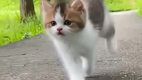 Cat is awesome | Like and Follow me for more