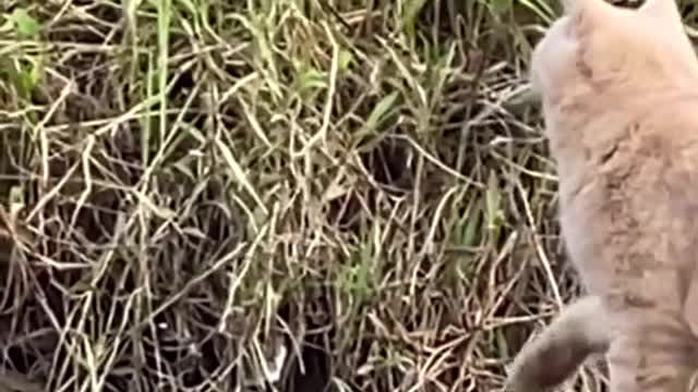 Funny Animal - Funny Cats Funny Animal Video