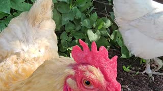 OMC! Chickens get so excited they come running just to be a part of the action! #shorts #chickens