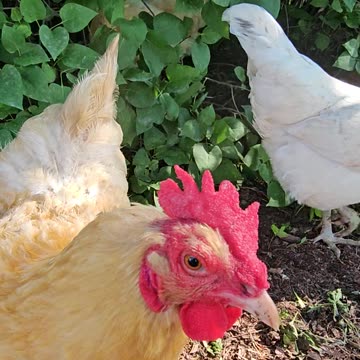 OMC! Chickens get so excited they come running just to be a part of the action! #shorts #chickens