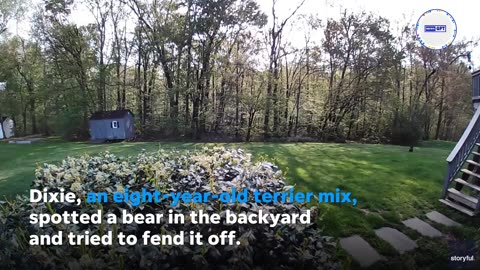 Barking dog darts to the house after bear chases her down in backyard