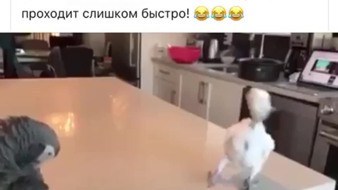 Прикол с попугаем.