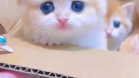 New Funny Videos 2022 😍 Cutest Cats ,[720p-HD]