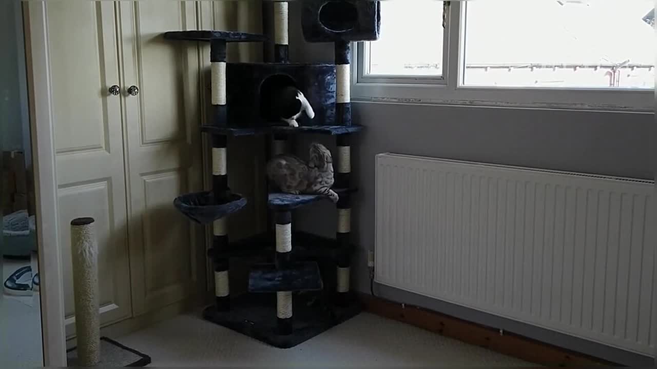 Bengal Kittens React To New Cat Tree