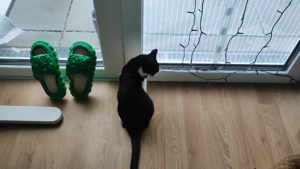 cat wants open the door