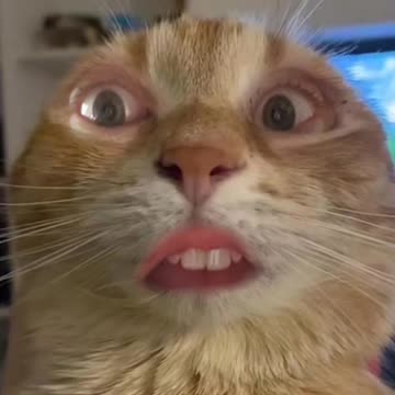 DON'T MAKE ME DO IT!