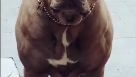 Dogs King Pitbull