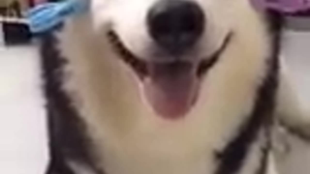🐶 🐷 🐶 Funny And Lovely Dog 🐶 🐷 🐶