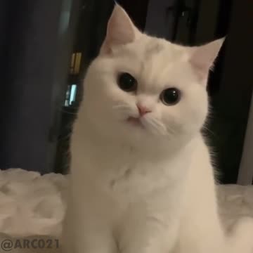 Did you eat my pizzas?? look at me🤬🤬😂😂#shorts