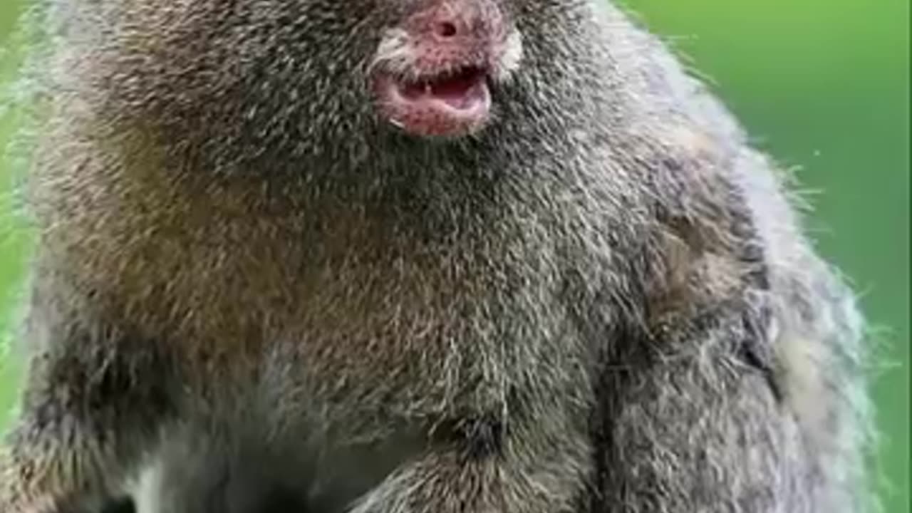 Pygmy Marmoset | The Finger Money