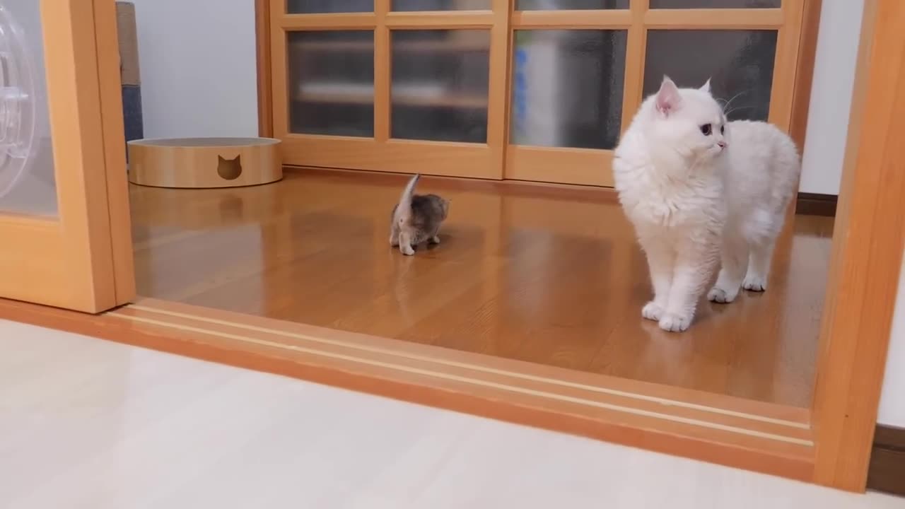 The kitten approaching the daddy cat to play with him was so cute.