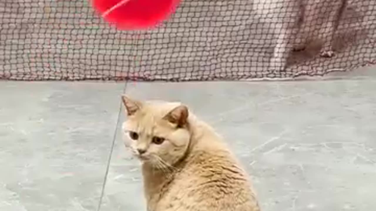 Cats Playing Volleyball, World League