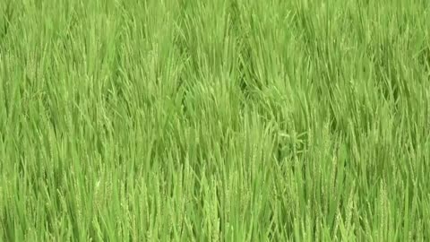Japan's ageing farmers keep working as temperatures soar