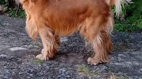 Goldendog2022