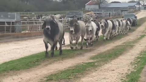 J.D. Hudgins Commercial Brahman Bulls