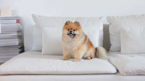 A very cute dog sitting on the sofa having fun