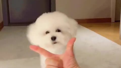 아라🐩 분할배경