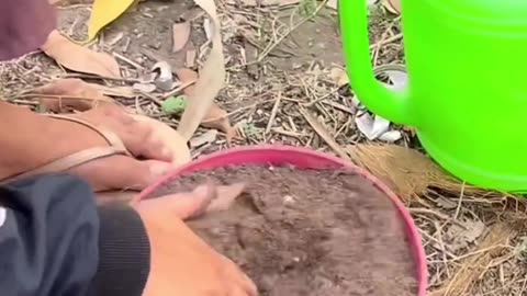 Planting apples the right way