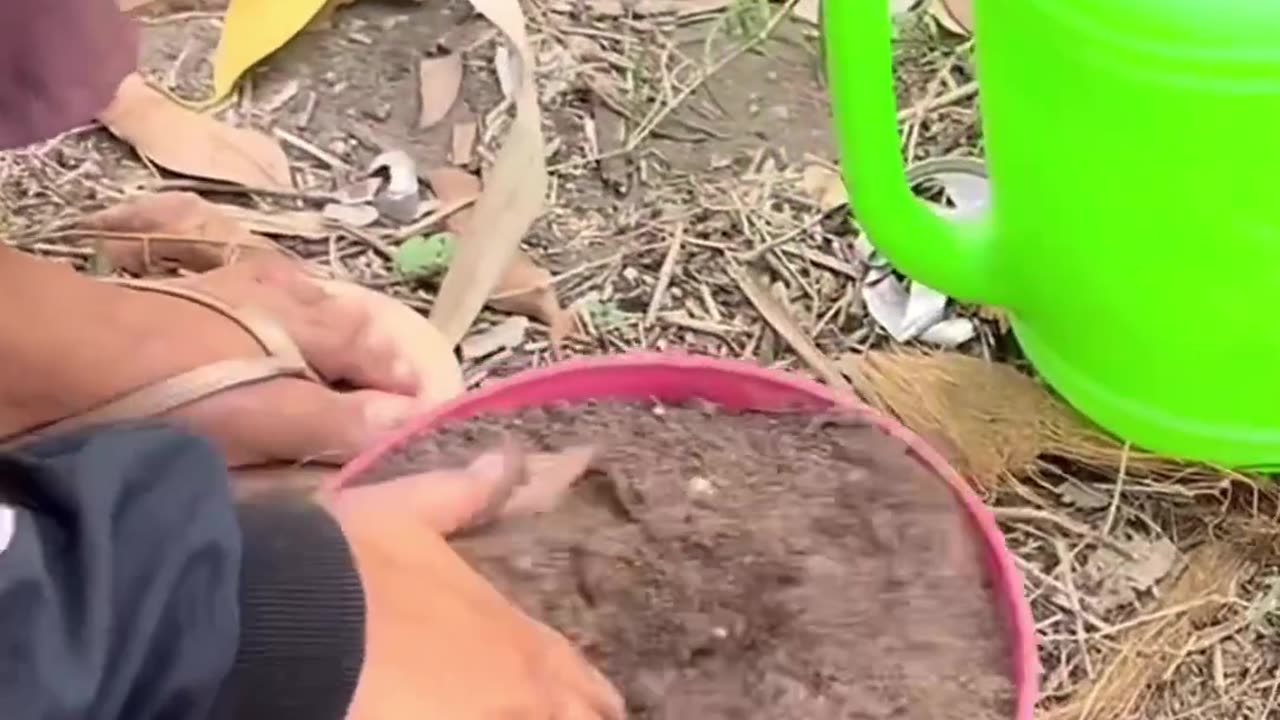 Planting apples the right way