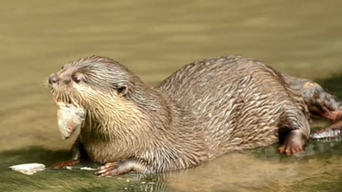 Otters love eating fish! They way he’s eating fish, is just worth watching