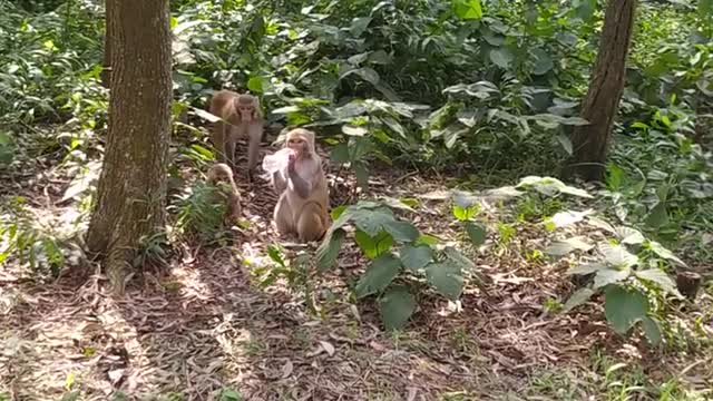 Monkeys Take Sips of Cola