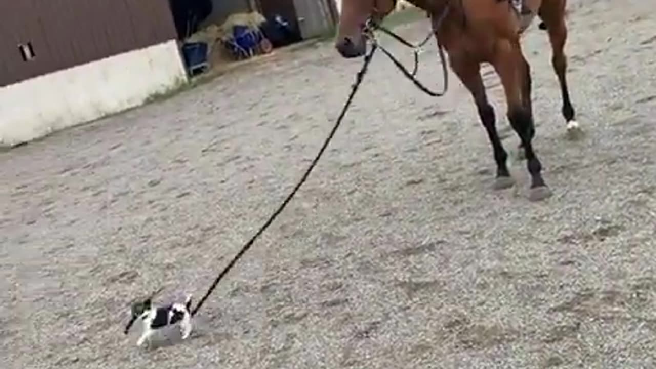 Horse is like “Oh ok” 🤣