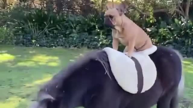 Funny dog ​​riding on horse