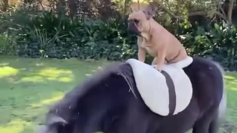 Funny dog ​​riding on horse