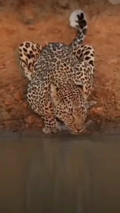 Leopard in the Hunt