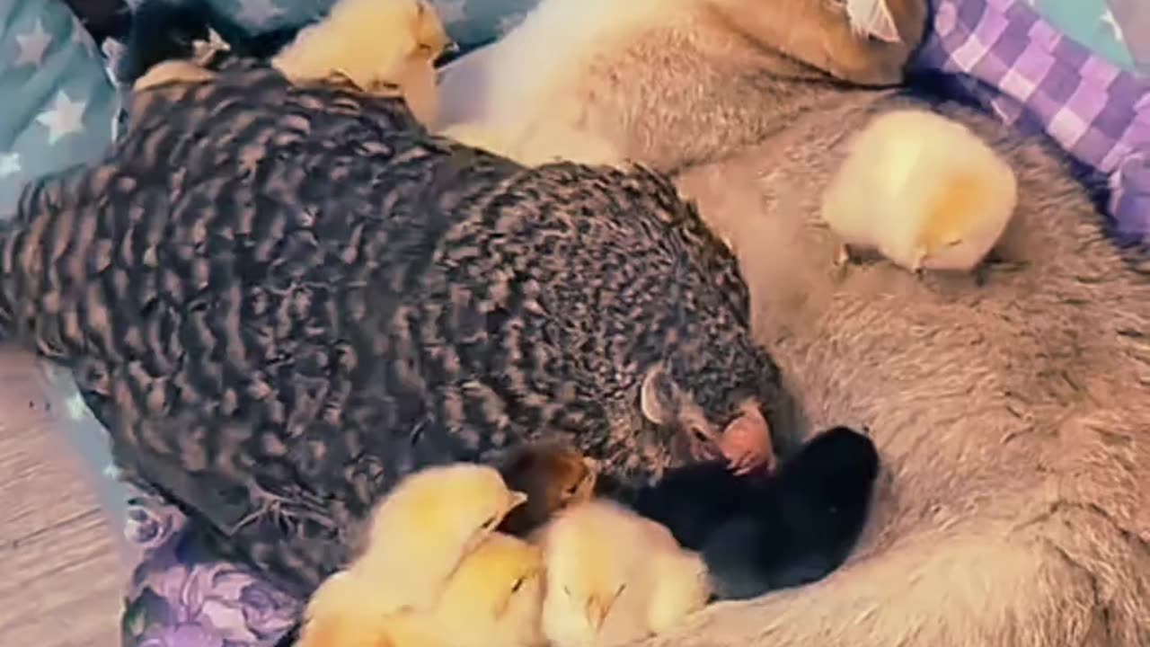 Watch the cat play with the chicks.