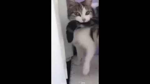 Funny cat video 😂