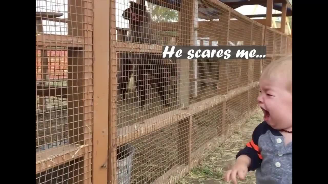 The animals scared the baby to cry