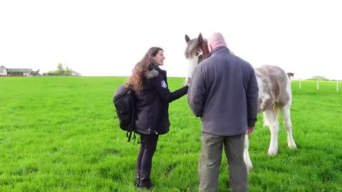 Riding the Clydesdale in Scotland