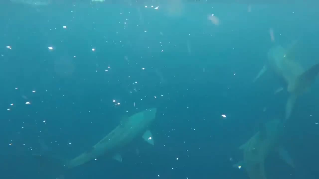 DIVER GETS UP-CLOSE VIEW OF BASKING SHARK BREACH