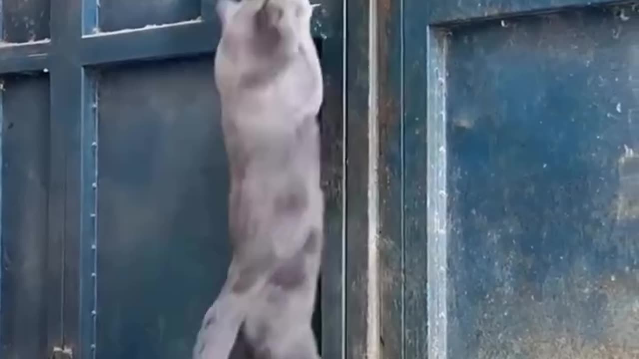 Clever cats escape