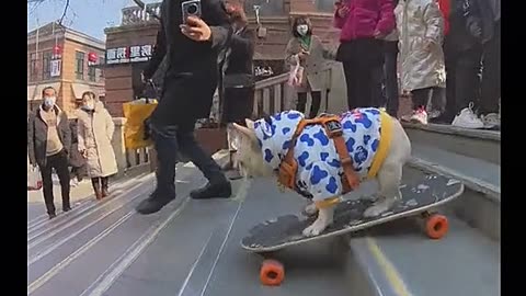 Skateboarding dog