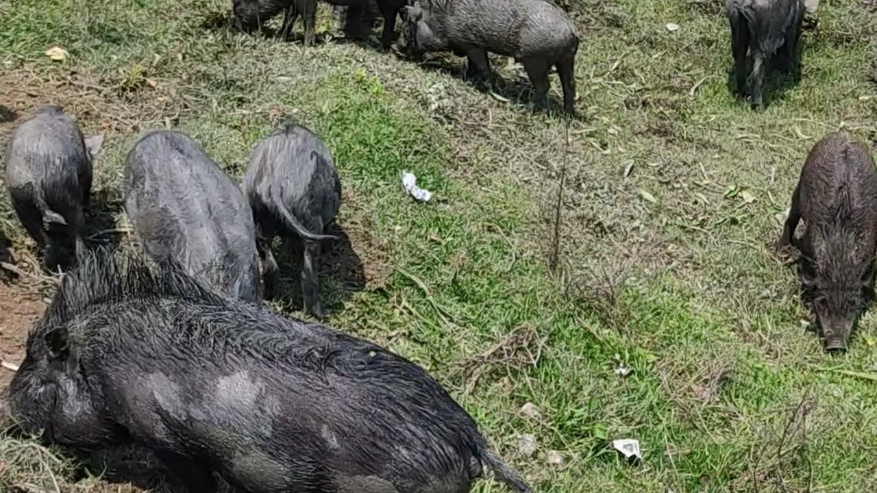 Best pig video ever