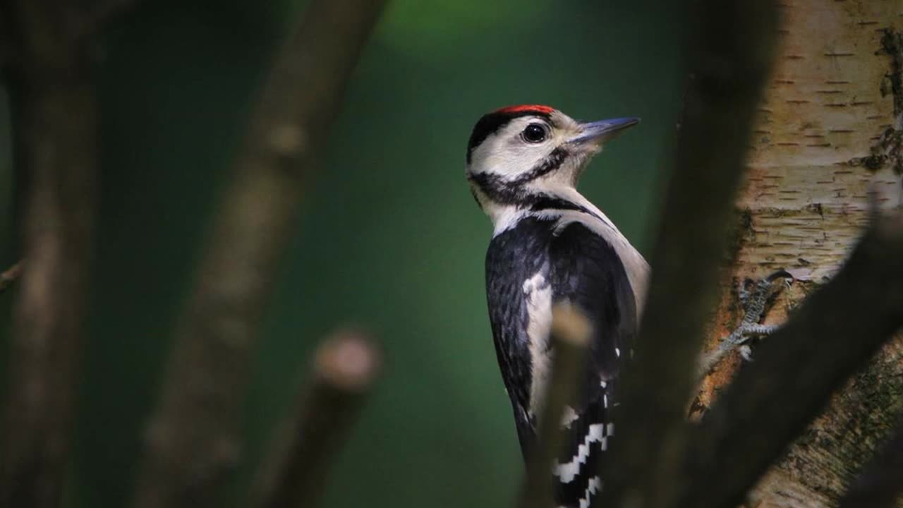 WOODPECKER | RELAXATION.