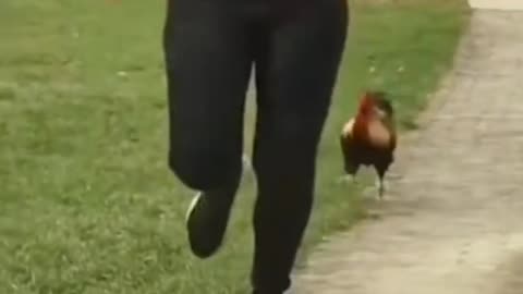 running around chased by a rooster