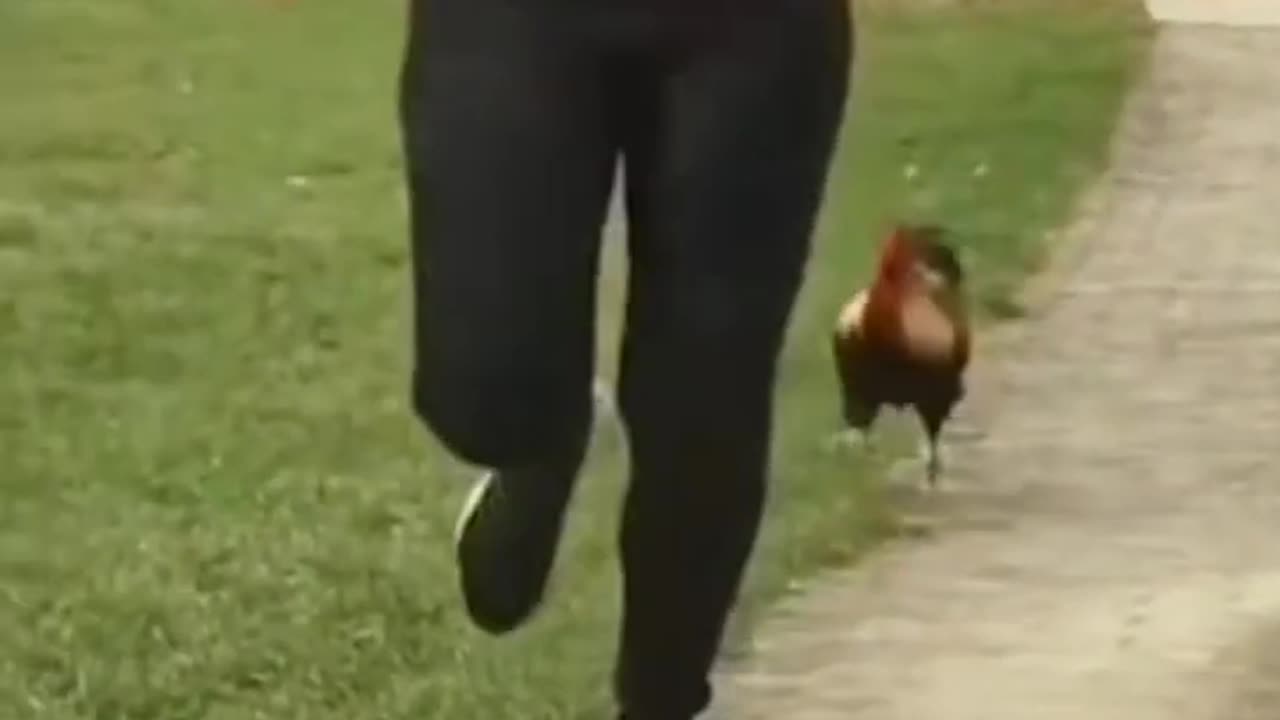 running around chased by a rooster