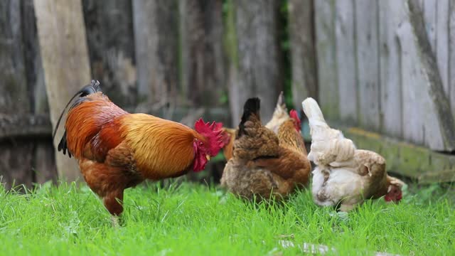 Chicken in to Farm House.