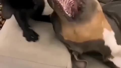 Funny Dog. Video😂😂