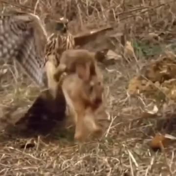 Life as a rabbit is extremely difficult | wildlife animals