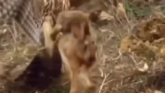 Life as a rabbit is extremely difficult | wildlife animals